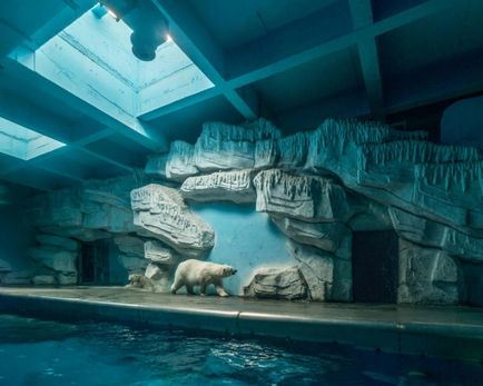 Siralmas kép szomorú élete jegesmedvék fogságban umkra