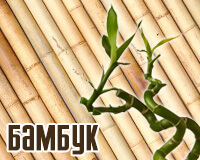 Eco-anyagok a bambusz házak (10 fotó)