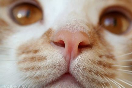 Ha a macska lett egy meleg orr, akkor ez mit jelent
