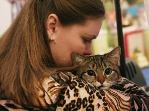 Európai rövidszőrű macska fotók, árak, a természet a fajta, leírás, videó