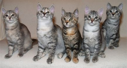 Európai rövidszőrű macska fotók, árak, a természet a fajta, leírás, videó