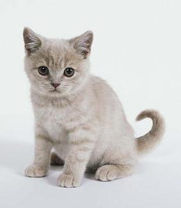 Európai rövidszőrű macska fotók