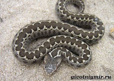 Viper kígyó