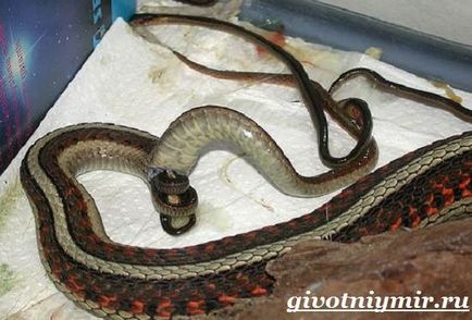 Viper kígyó