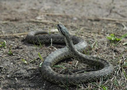 Amennyiben kígyók hibernálni Magyarországon fotók