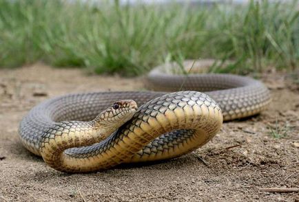 Amennyiben kígyók hibernálni Magyarországon fotók