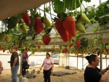 Hydroponics virágok és zöldségek a kezét, egy teljes útmutató kezdőknek