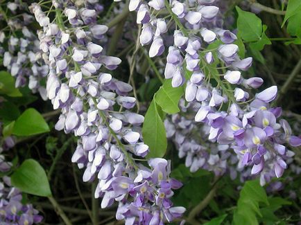 Wisteria - ültetés és gondozás, egyre nagyobb a mag (ellátás) Wisteria - ültetés és gondozás, egyre nagyobb a mag