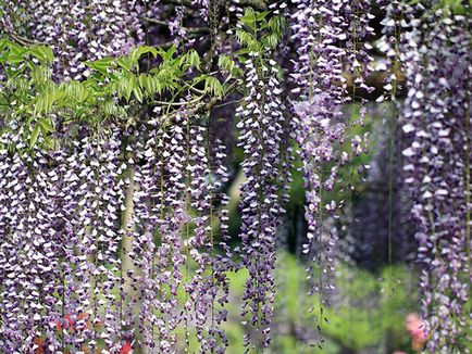 Wisteria - ültetés és gondozás, egyre nagyobb a mag (Wisteria) Wisteria - ültetés és gondozás, egyre nagyobb a mag
