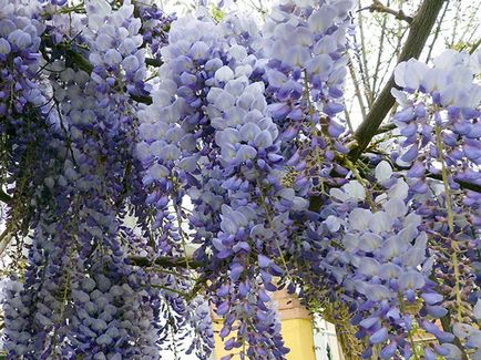 Wisteria - ültetés és gondozás, egyre nagyobb a mag (telepítési) Wisteria - ültetés és gondozás, egyre nagyobb a mag