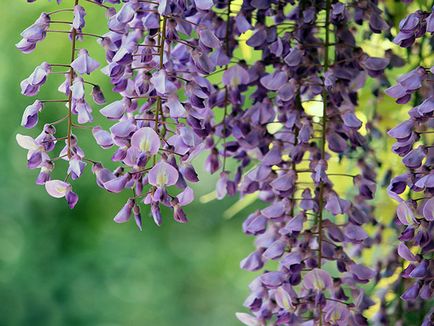 Wisteria - ültetés és gondozás, egyre nagyobb a mag (Wisteria) Wisteria - ültetés és gondozás, egyre nagyobb a mag