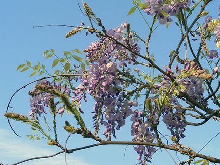 Wisteria - ültetés és gondozás, egyre nagyobb a mag (Wisteria) Wisteria - ültetés és gondozás, egyre nagyobb a mag