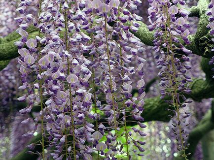 Wisteria - ültetés és gondozás, egyre nagyobb a mag (telepítési) Wisteria - ültetés és gondozás, egyre nagyobb a mag