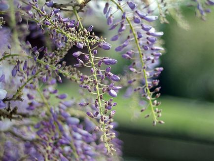 Wisteria - ültetés és gondozás, egyre nagyobb a mag (mag) Wisteria - ültetés és gondozás, egyre nagyobb a mag