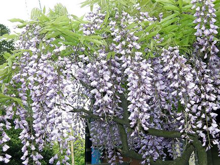 Wisteria - ültetés és gondozás, egyre nagyobb a mag (mag) Wisteria - ültetés és gondozás, egyre nagyobb a mag