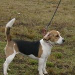 Beagle kutyák (50 fotó) angol fajta, gáláns, leírását (fotók) kutyákat (50 fotó) angol fajta, gáláns, leírást