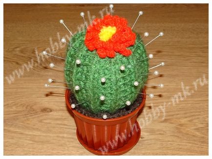 Tű ágy virágzó kaktusz