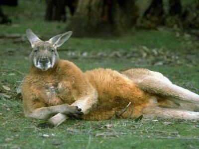 Érdekességek a kenguruk