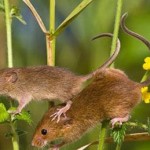 Megszabadulni az egerek az ország népi jogorvoslati örökre