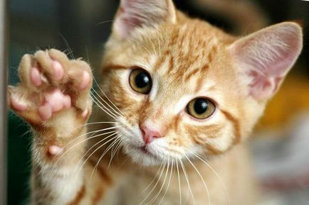 Mi jobb választani vitaminok kasztrált macska