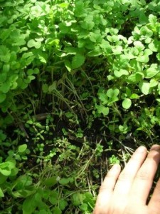 Melyik zöldtrágya tavasszal a növény a kertben, a természetes gazdálkodás iskola (tavaszi) Melyik zöldtrágya tavasszal a növény a kertben, a természetes gazdálkodás iskola