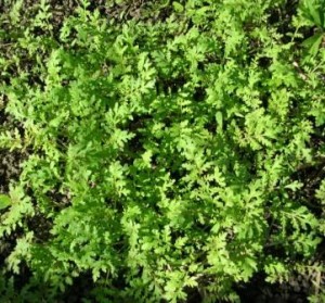 Melyik zöldtrágya tavasszal a növény a kertben, a természetes gazdálkodás iskola (mezőgazdaság) Melyik zöldtrágya tavasszal a növény a kertben, a természetes gazdálkodás iskola