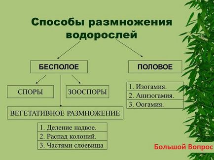 Hogyan elszaporodhatnak az algák (algák szaporodnak három) Hogyan algák szaporodnak