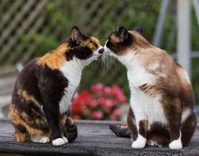 Macskák kommunikálnak egymással - szól macskák és macskák szeretettel