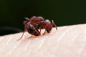 Hogyan kell kezelni otthon csípős hangyák, hogyan kell kezelni otthon