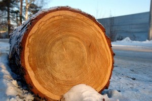 Hogyan tud száradni a fát otthon
