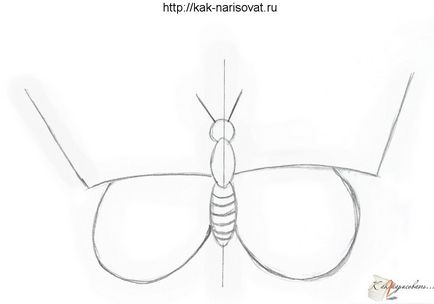 Hogyan kell felhívni a pillangó szakaszában ceruza kezdőknek