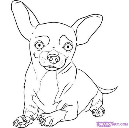 Hogyan kell felhívni a Chihuahua ceruza szakaszaiban