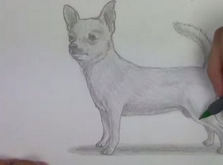 Hogyan kell felhívni a Chihuahua ceruza szakaszaiban