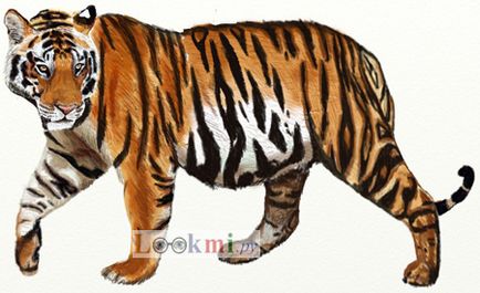 Hogyan kell felhívni a tigris szakaszosan, ceruzarajz tigris