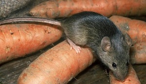 Hogyan lehet megszabadulni az egerek az ország hatékony eszközökkel és módon kezelni egerek hasznos