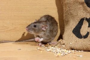 Hogyan lehet megszabadulni az egerek az ország hatékony eszközökkel és módon kezelni egerek hasznos