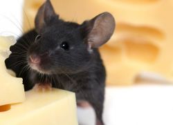 Hogyan lehet megszabadulni az egerek a lakásban