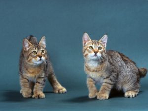 Mi a neve macska fajta rojt a füle