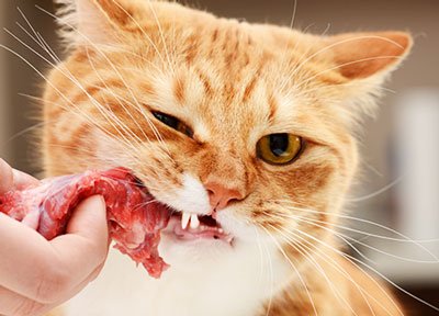 Milyen hús macskáknak