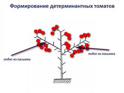 Hogyan csipet paradicsom