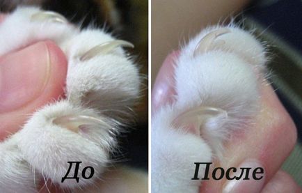 Hogyan lehet csökkenteni a körmök macska vagy cica otthon