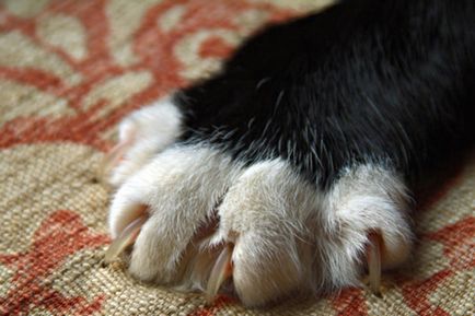 Hogyan lehet csökkenteni a körmök egy macska - lehet vágni, hogy a macskák karmait, hogyan vágja körmök otthon