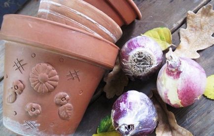 Hogyan növény jácint az ősszel, az előnyöket az őszi ültetés, szabályok