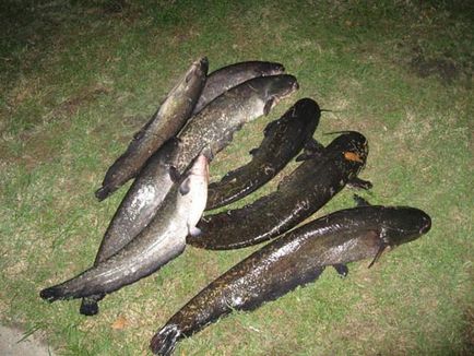 Hogyan lehet elkapni a harcsa a donk, és a kezelésére saját kezűleg (catch) Hogyan lehet elkapni a harcsa a donk, és a kezelésére saját kezűleg