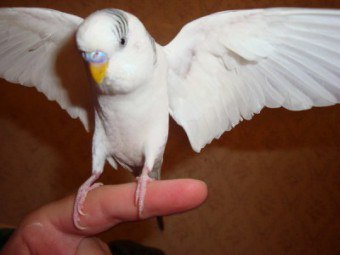 Hogyan vonat a papagáj a kezében szakértői vélemények