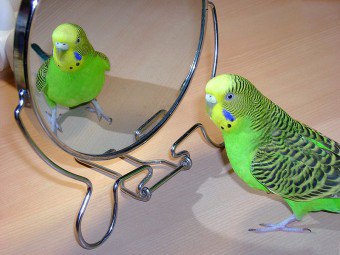Hogyan vonat a papagáj a kezében szakértői vélemények