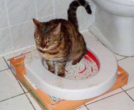 Hogyan hozzászoktatni a macskát a WC