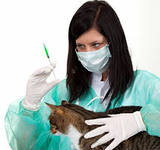 Hogy hogyan lehet a macska egy injekciót