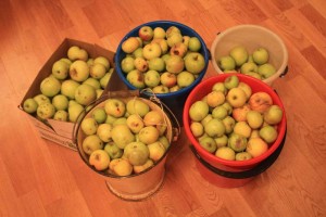Hogyan készítsünk almabor recept otthon
