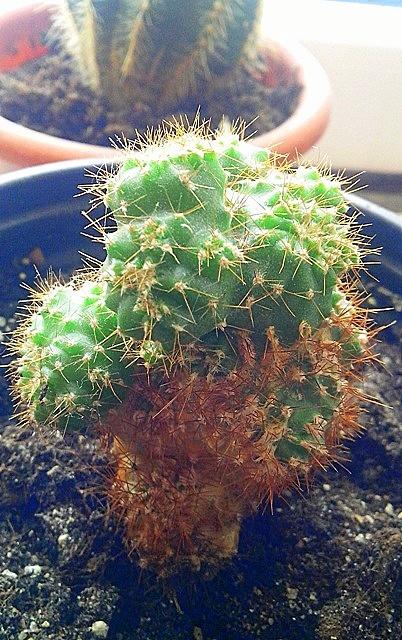 Kaktusz - a személyes tapasztalat a növekvő különböző kaktuszt